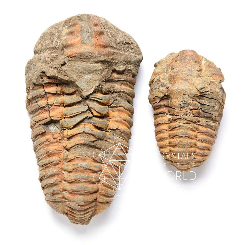 Calymene Trilobite-Fossils