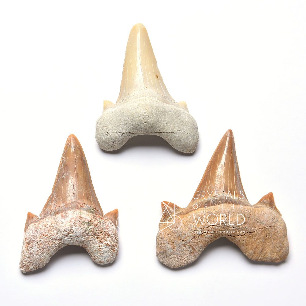 Shark Tooth-Fossils