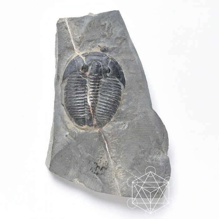 Trilobite in shale Fossils Crystals of the World